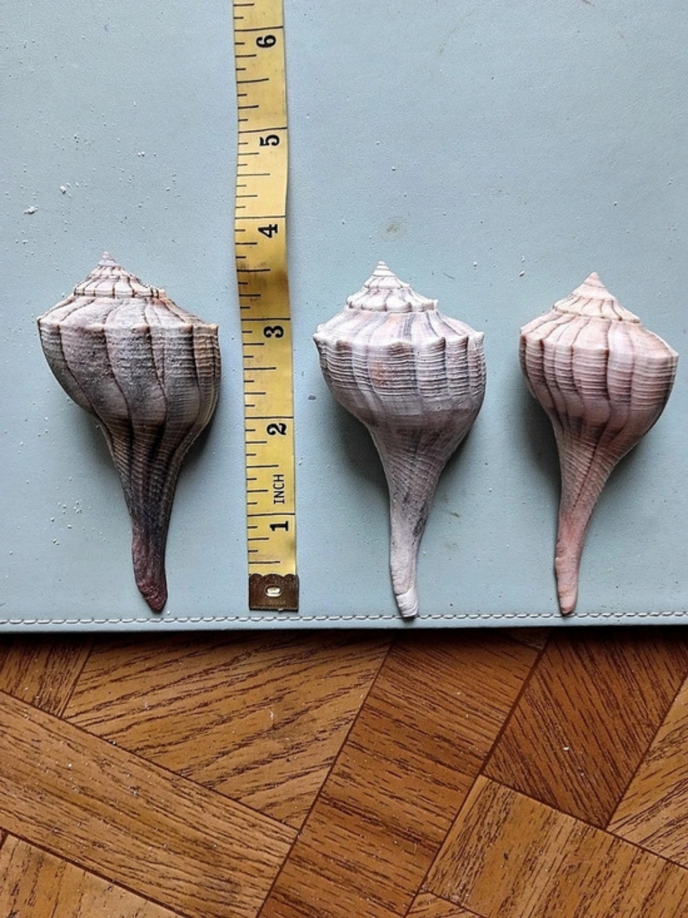 Lightning Whelk 4"